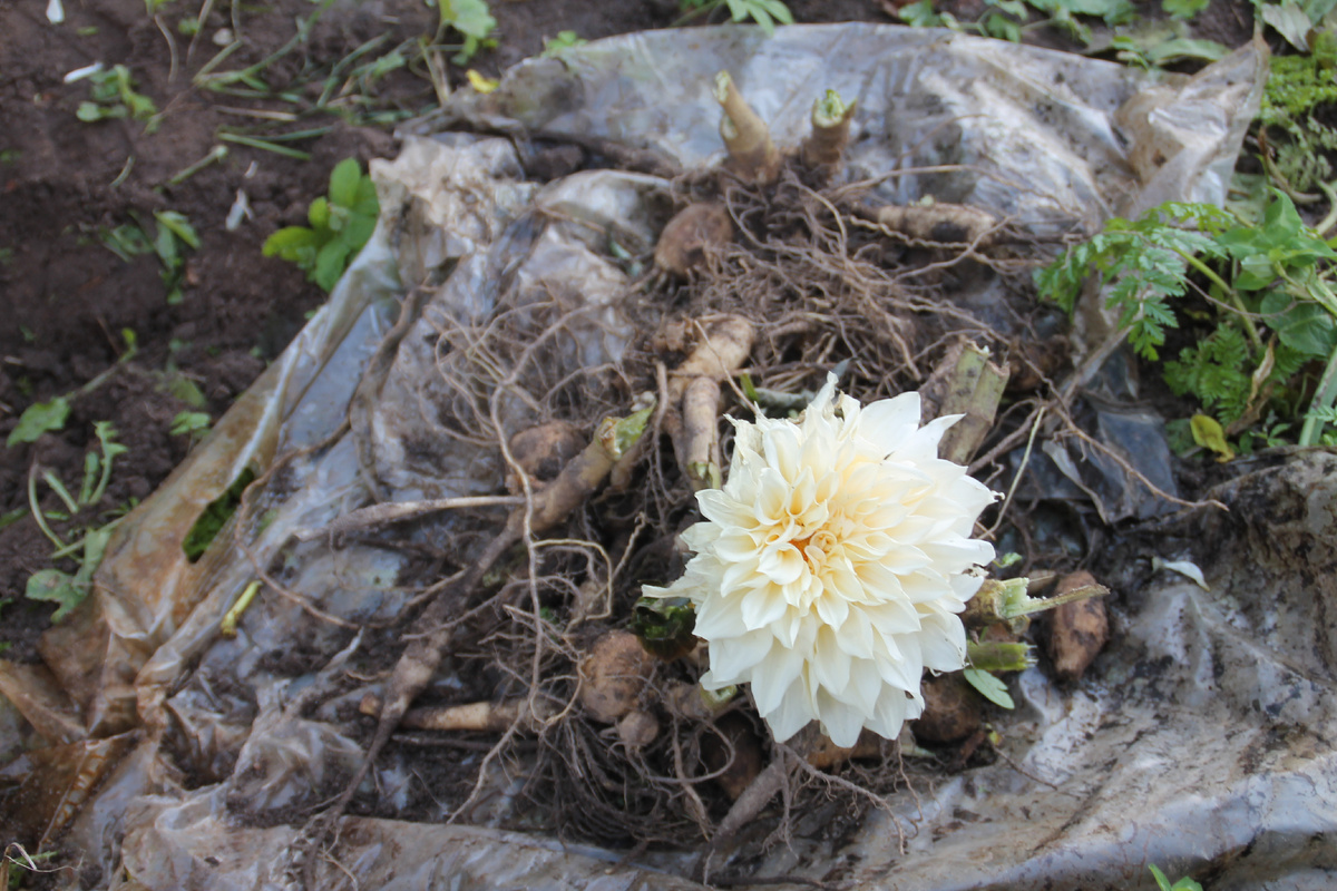 Купил за рубль, а выросло на 15 тысяч. Фото автора.