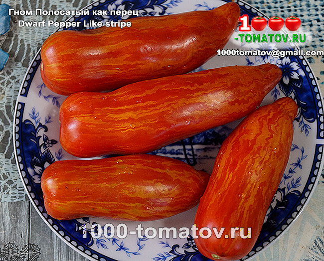 Томат Гном Полосатый как перец Dwarf Pepper Like striped  1
