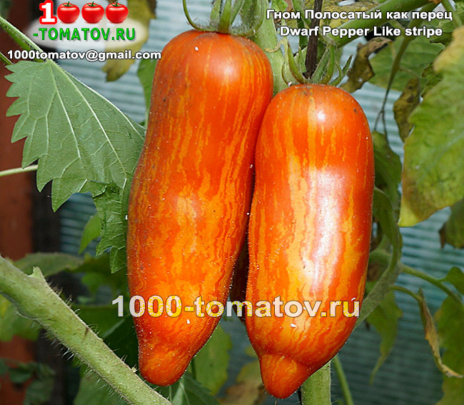 Томат Гном Полосатый как перец Dwarf Pepper Like striped  2