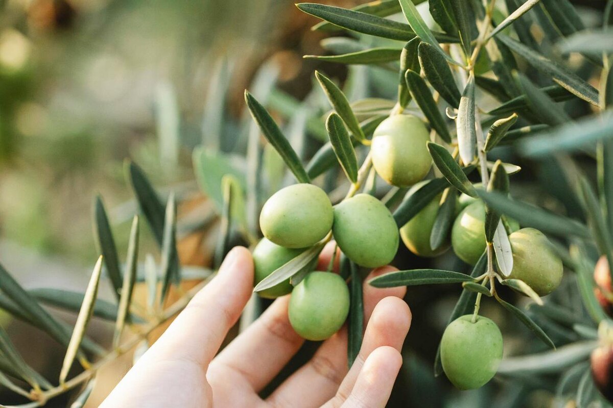    Gary Barnes / PEXELS