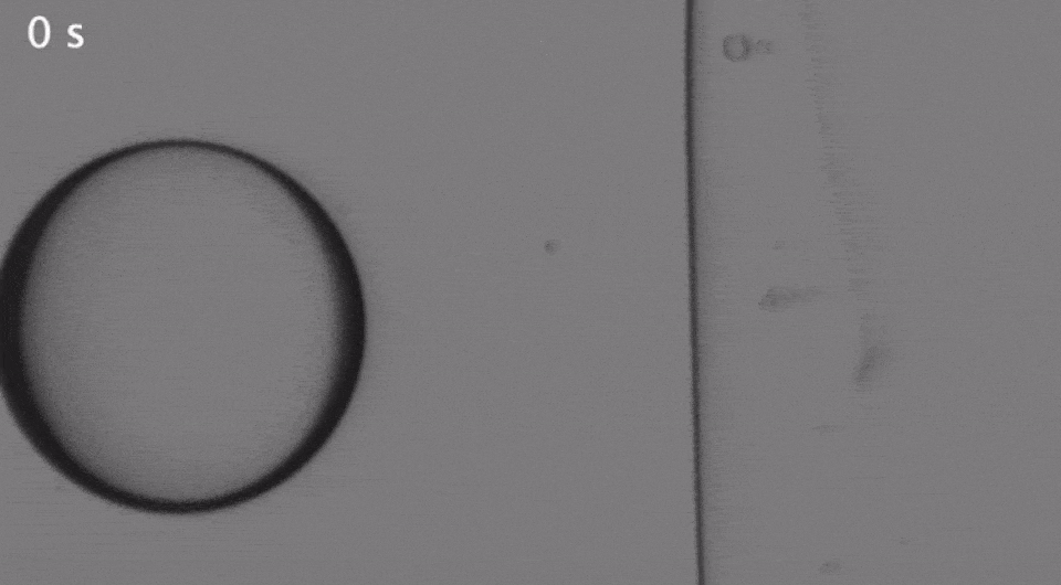   Pallav Kant et. al / Physical Review Letters, 2024