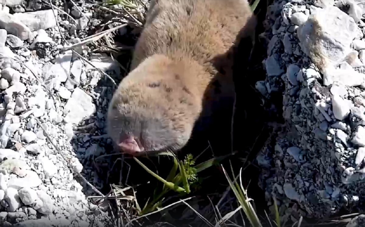    Слепыш занесён в Красную книгу региона как уязвимый вид