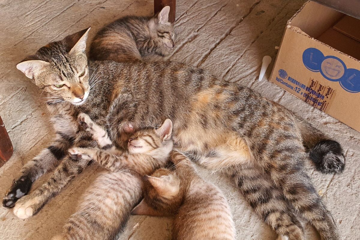 Кошка с котятами 