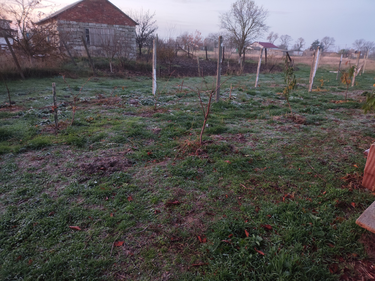 На винограднике иней серебрится