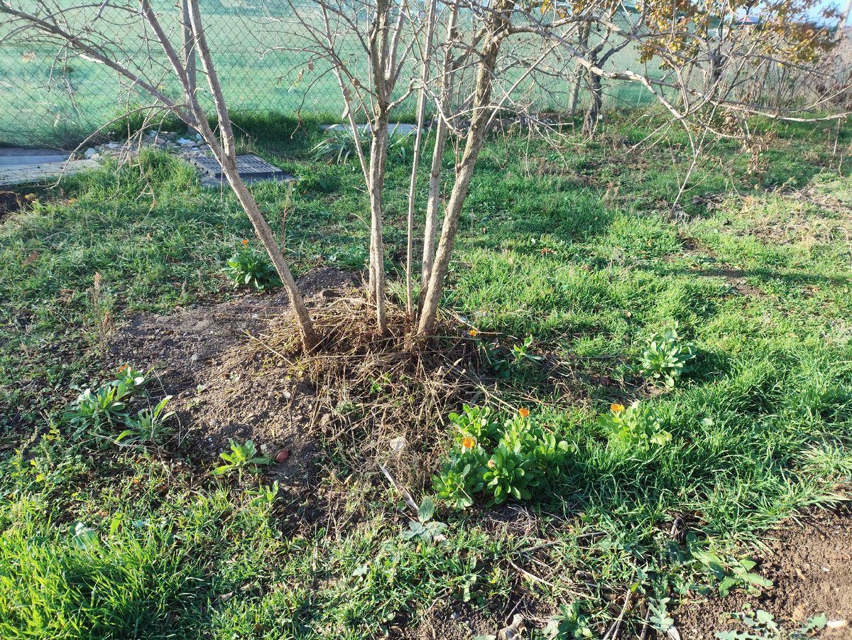 Под гранатом чисто