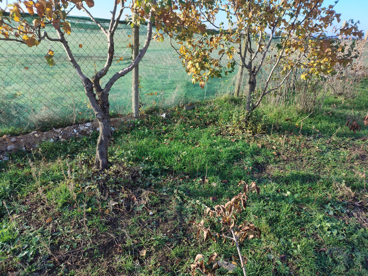 Под одной айвой тоже. Вторую потом почикаю