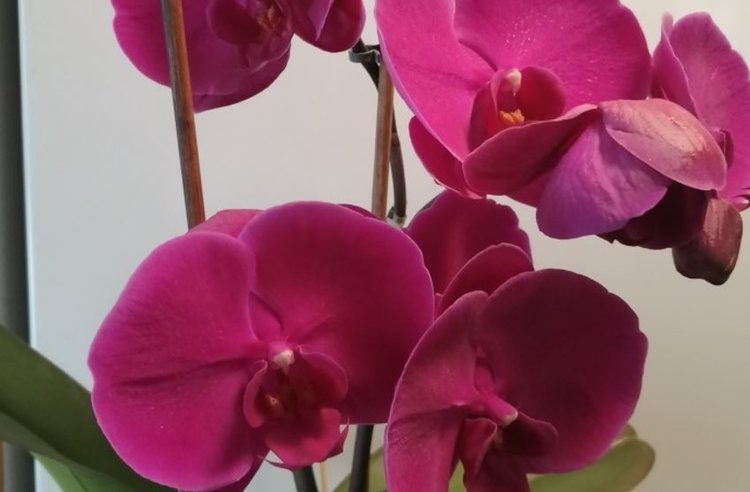    Уход за орхидеями зимой - важные аспекты