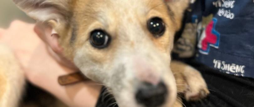    Фото: «Котёнок Гав»