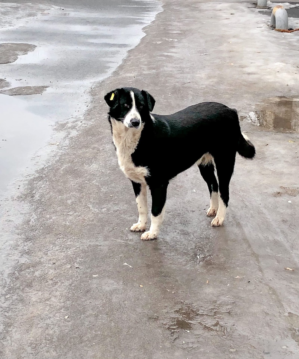 Лада на улице