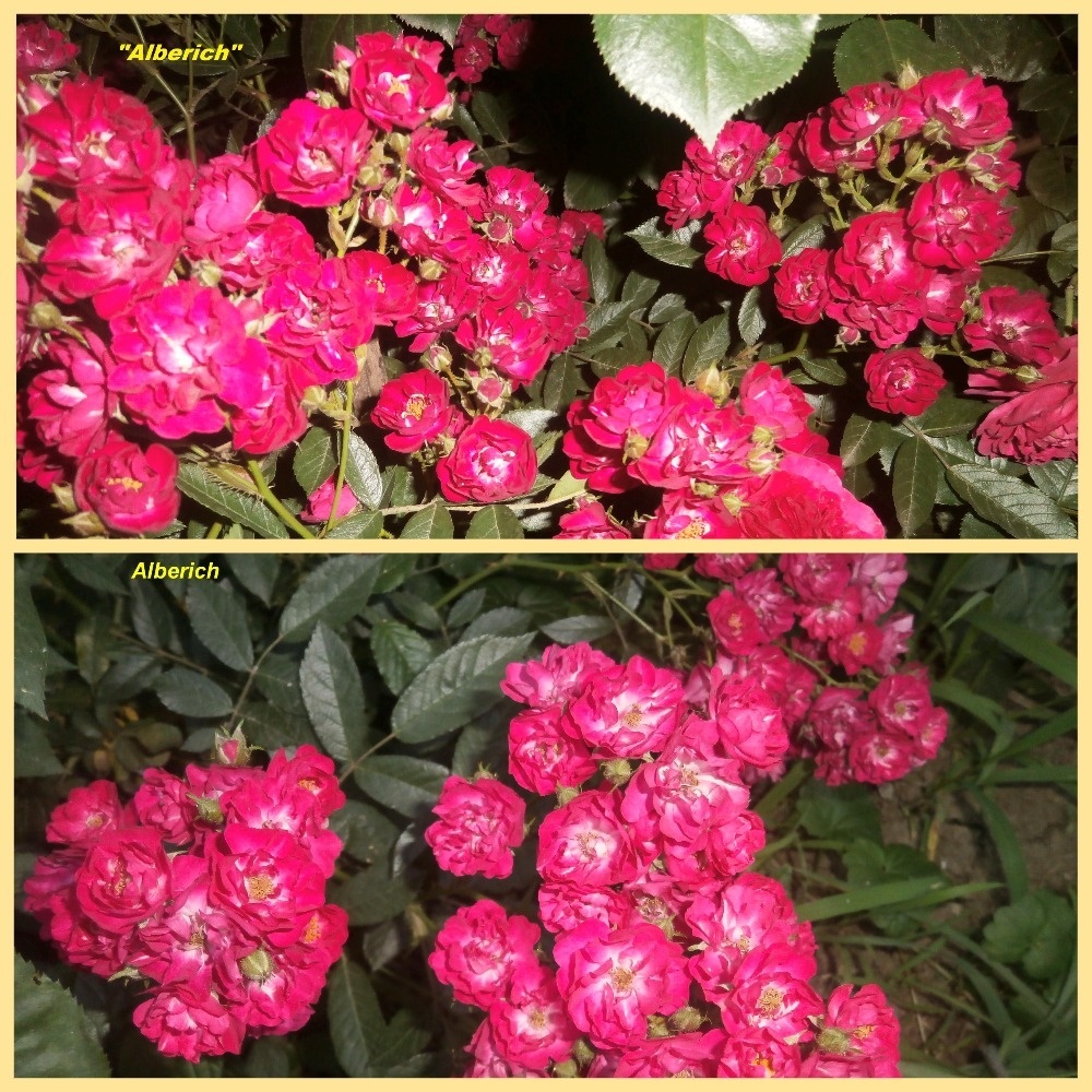 фотоколлаж Милы