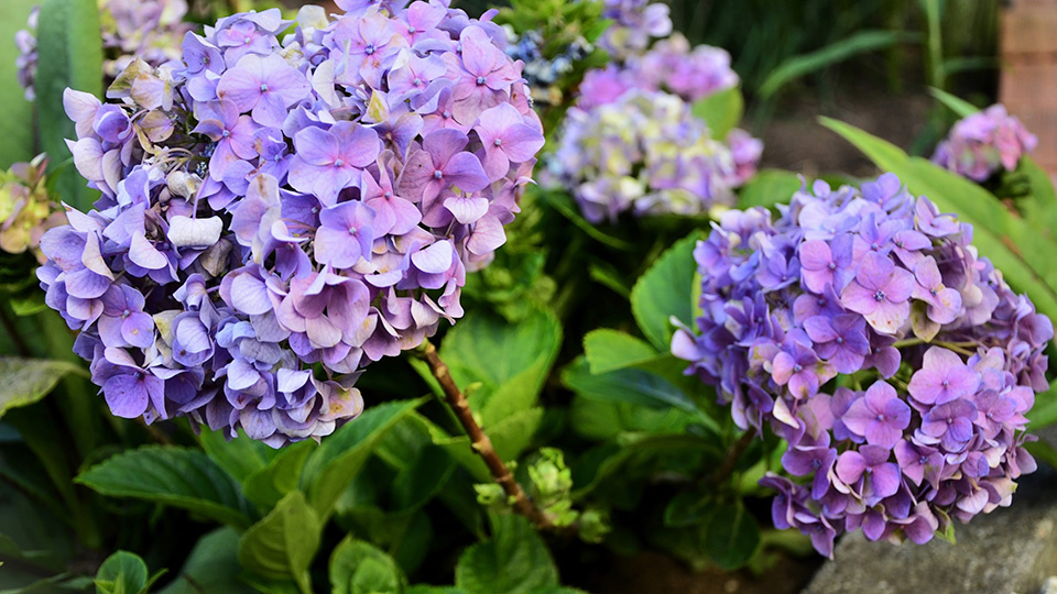 Гортензия крупнолистная. Фото: shutterstock.com