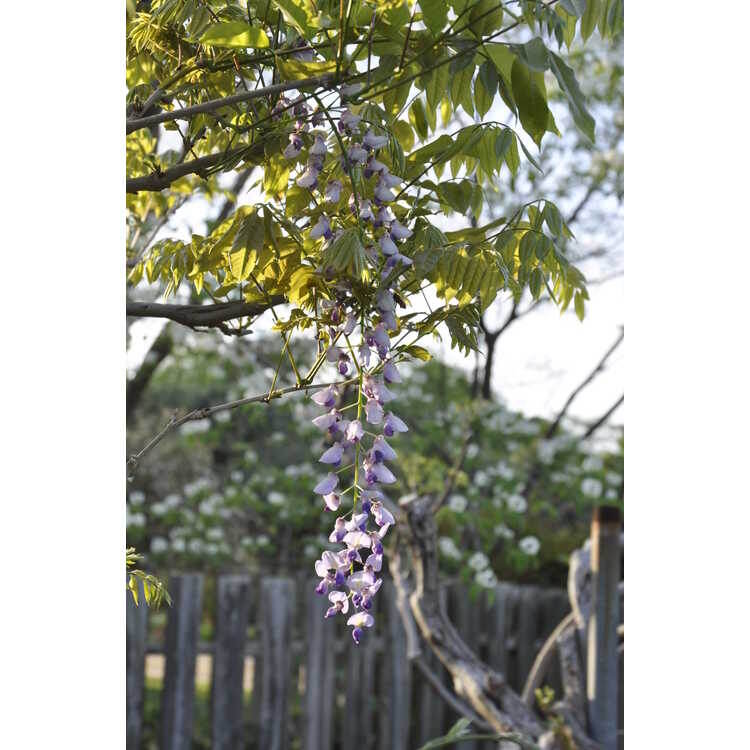                             Фото интернет