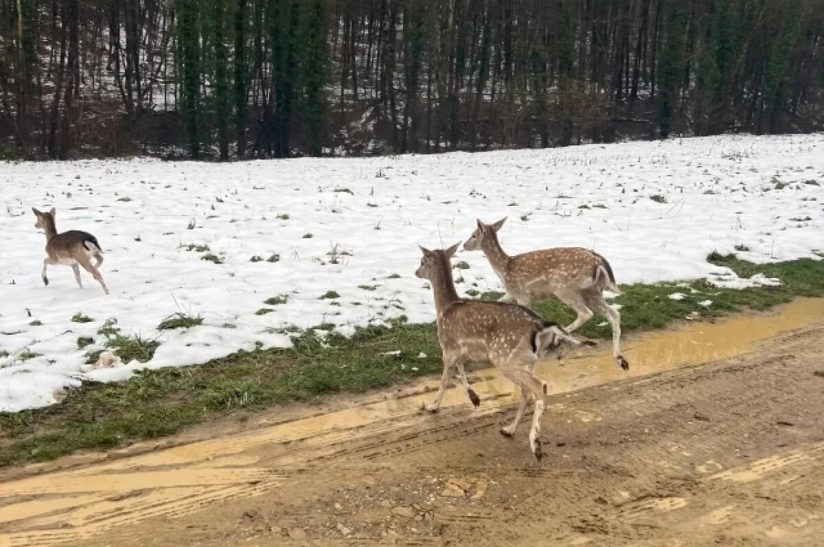    В лес Горячего Ключа последний раз в этом году выпустили 12 молодых ланей