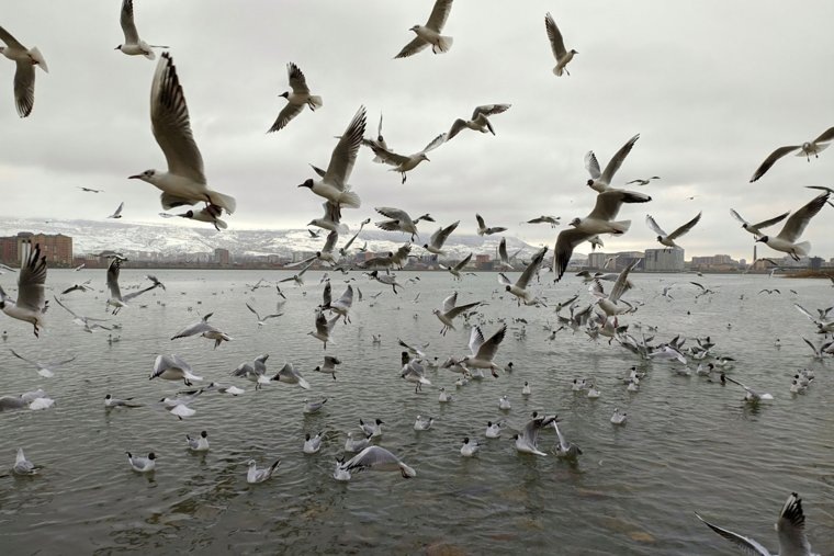Озеро Ак-Гель в Махачкале
Фото: wikipedia/Basir Medzhidov/CC0