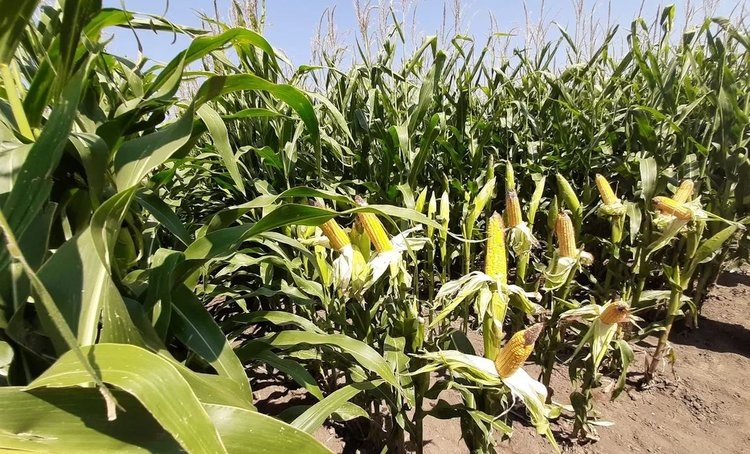    Чем отличаются гибридные и сортовые семена