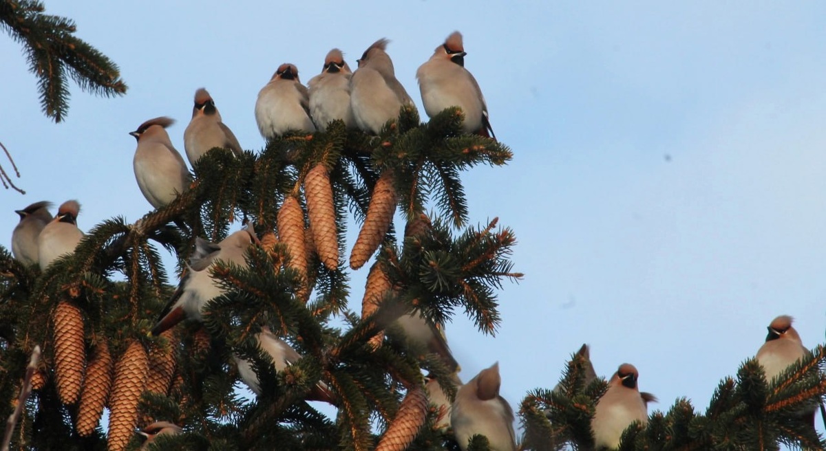 Тоже рассадка))