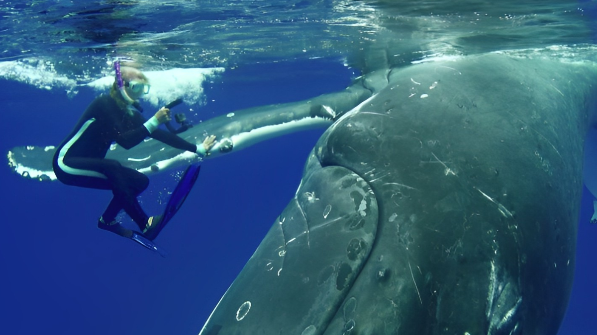 Нэн Хаузер и горбатый кит