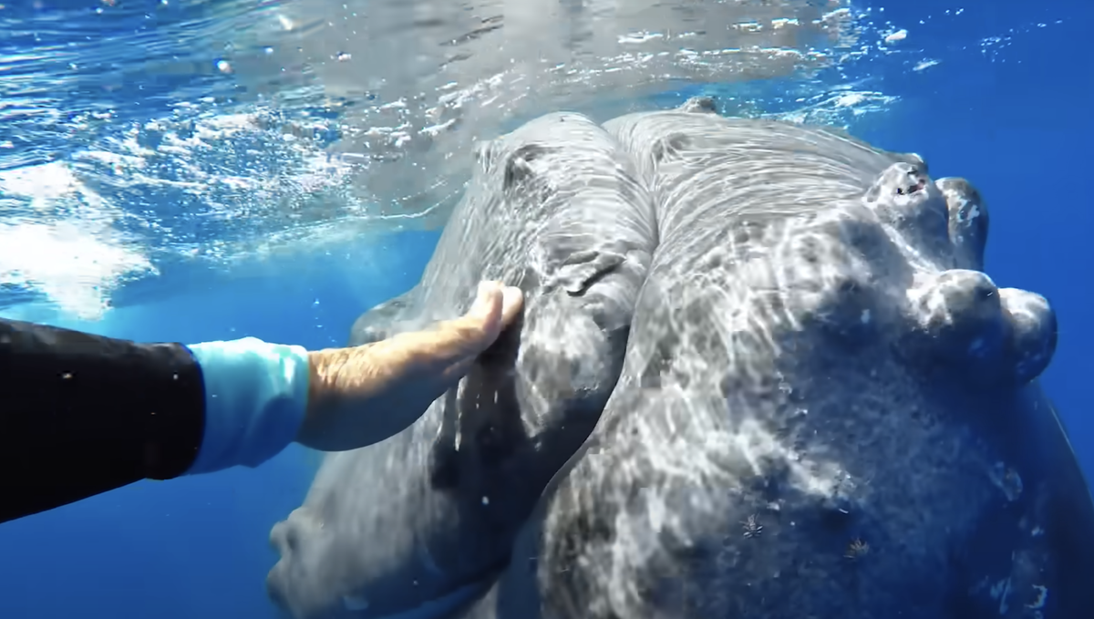 Нэн пыталась оттолкнуть кита