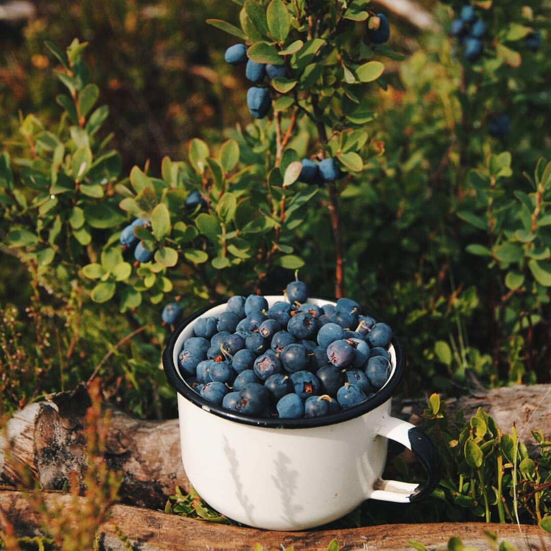 А вы знали, что смузи с голубики самый лучший естественный энергетик который не истощает при этом организм? Есть исследование, в котором доказано, что ежедневное применение сока бодрит организм лучше кофе