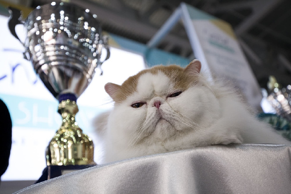     Фото: пресс-служба организаторов Winter Cat Show