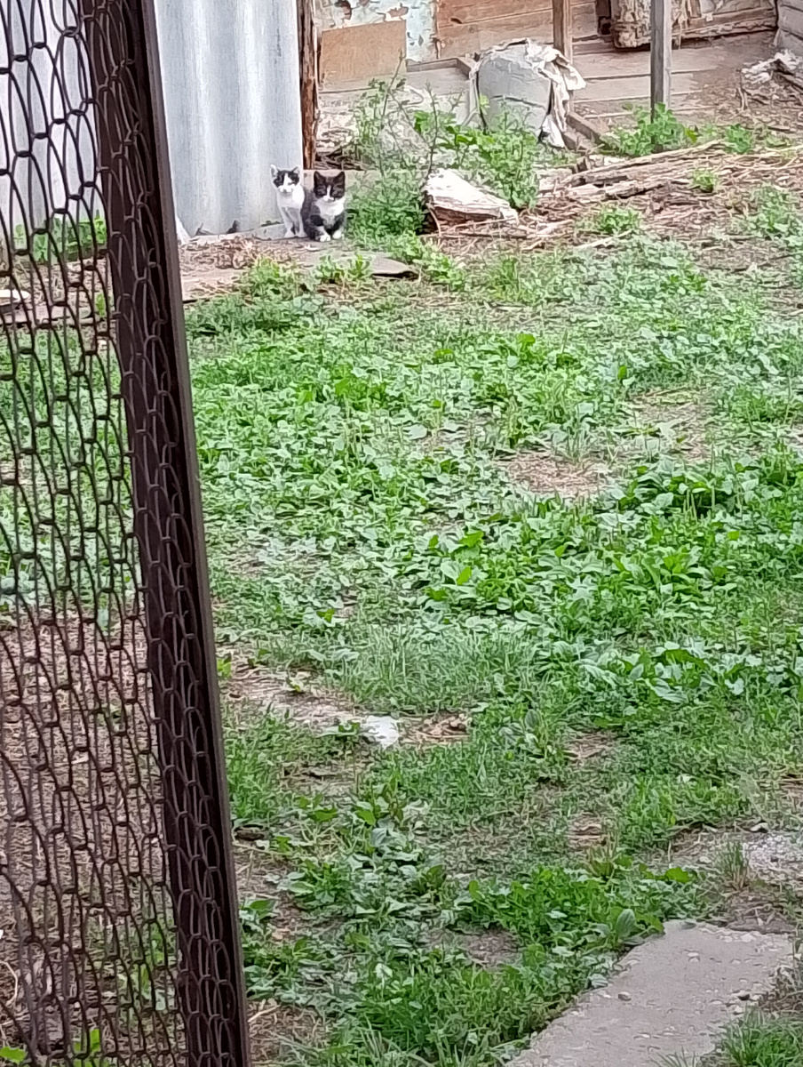 Сфотографировать котят получилось, когда они уже подросли.