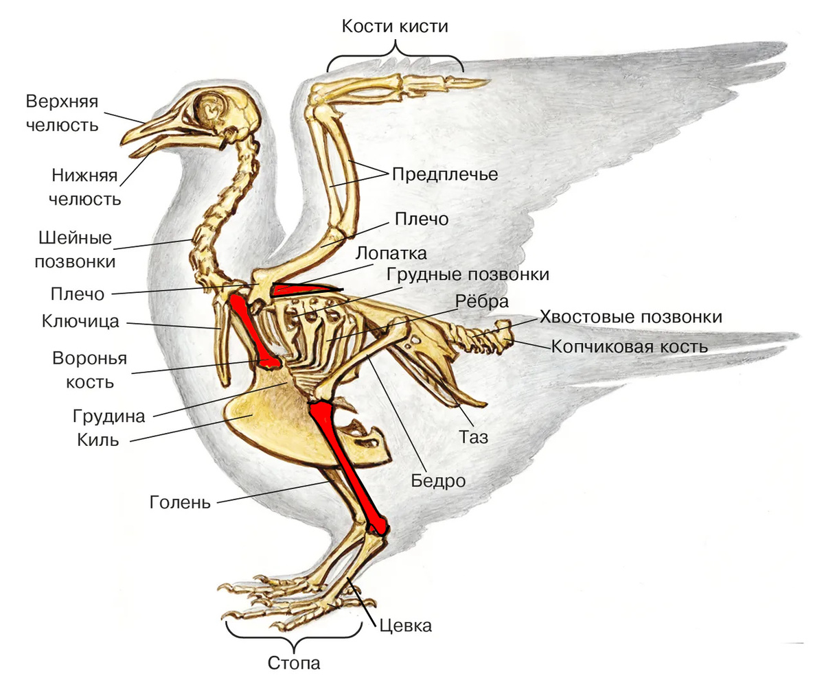Рисунок из открытых источников. Чтобы было понятно, какие кости скопы и орлана-белохвоста использовались в захоронения, я выделил их красным.
