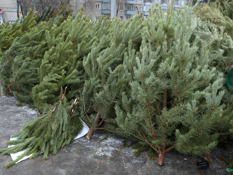    © Фото из архива ИА «PenzaNews»