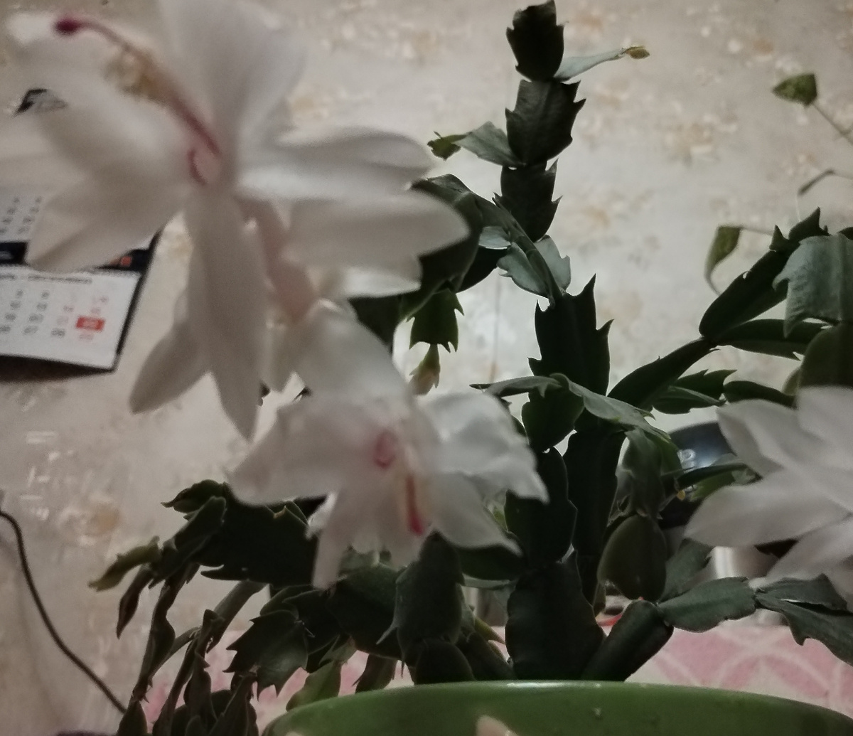 ДЕКАБРИСТ, в ноябре 2024 года - из личных фото автора Лидии Шатиловой