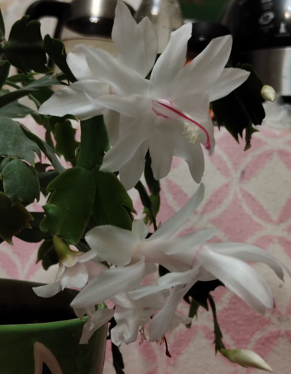 ДЕКАБРИСТ-2024, из личных фото автора Лидии Шатиловой