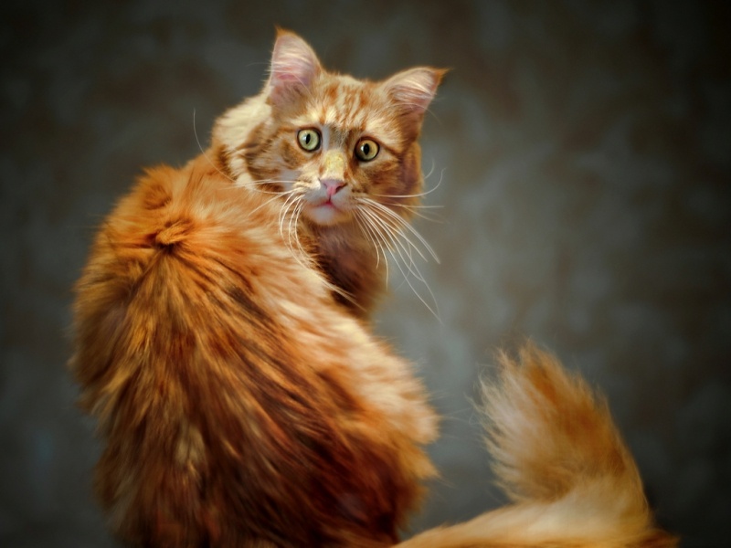 Как это про котёнка не интересно???