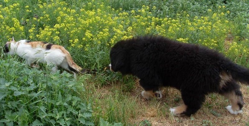 Это Беник. К сожалению, фотографии моих собак начинаются только с Малика, более ранних нет.