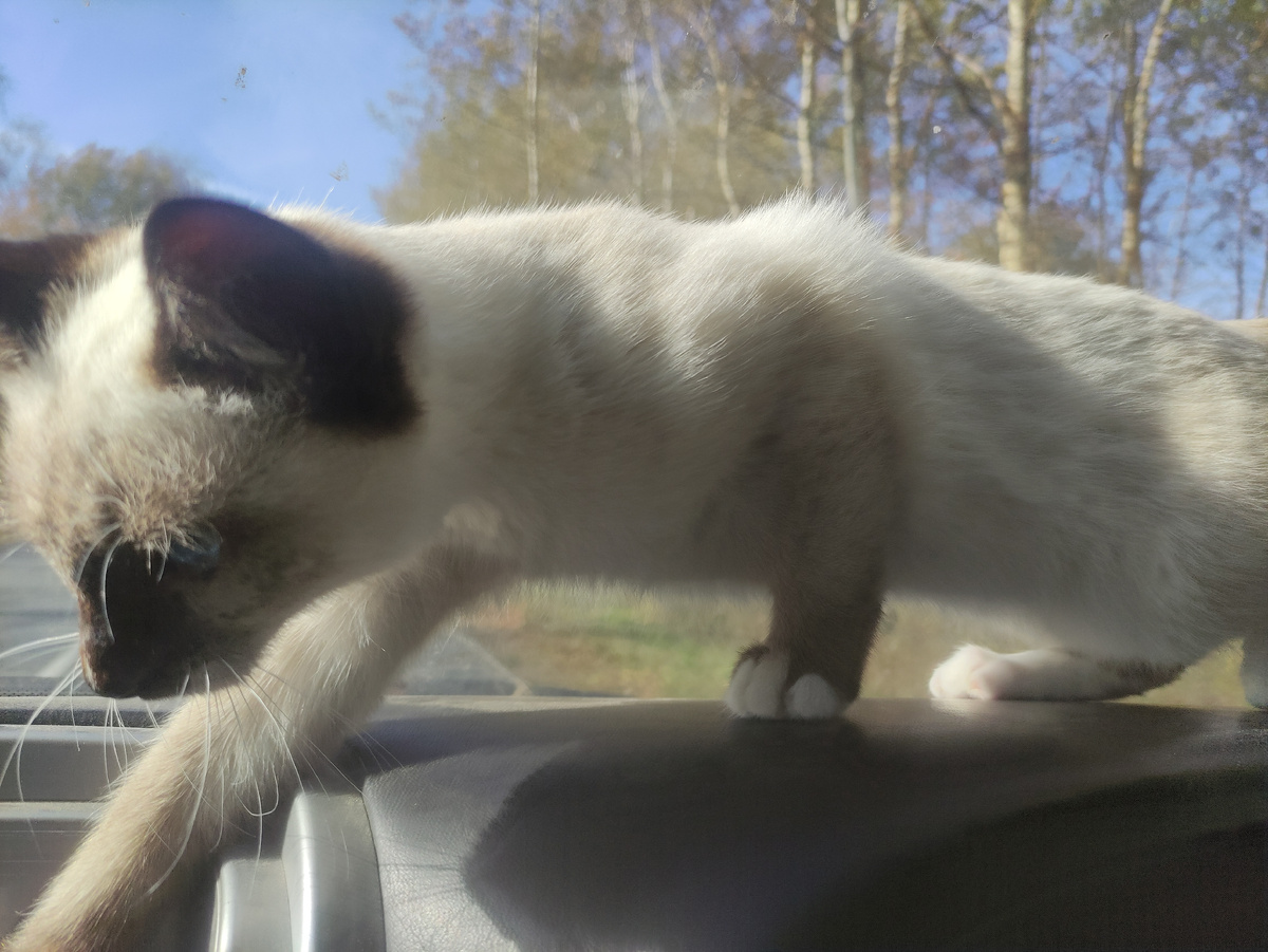 Мой кот по кличке Ситх