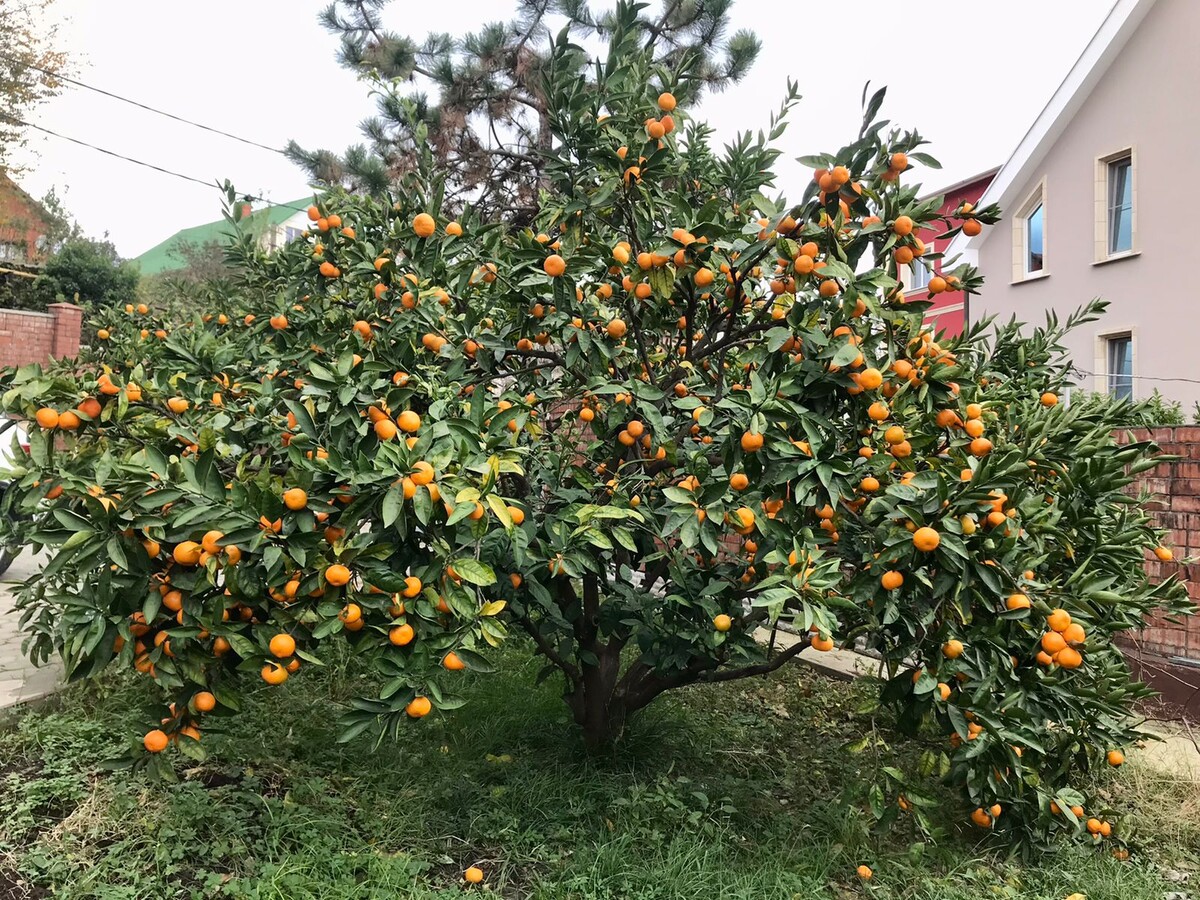 Фото из группы любителей-садоводов Сочи