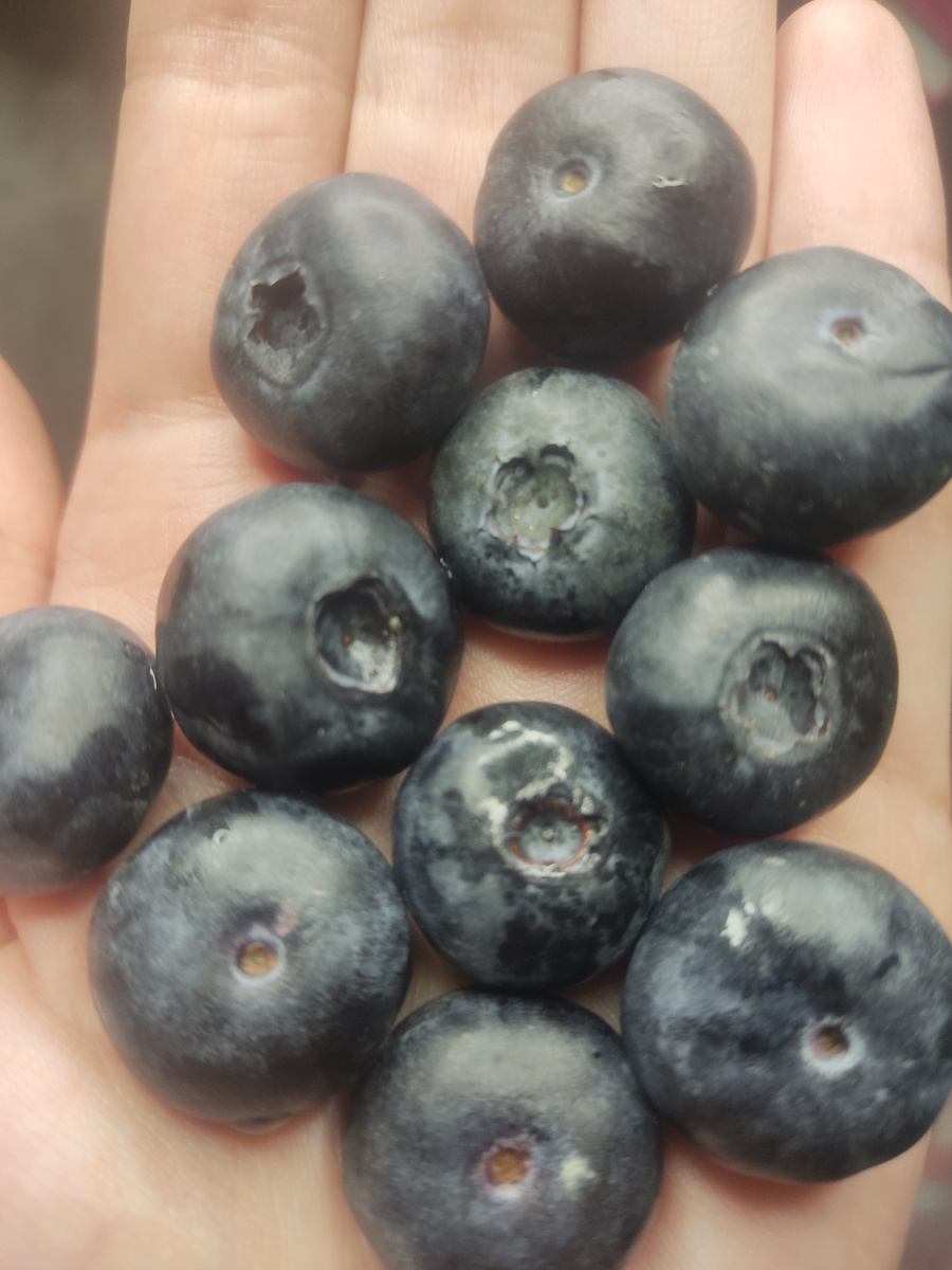 Голубика на моей ладошке.