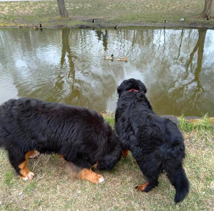 Беник и Малик, гуляем на Яузе