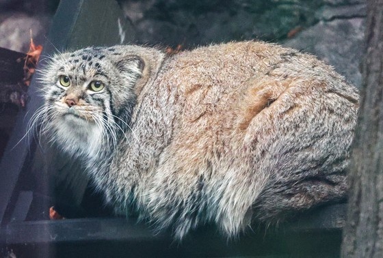    Манул Тимофей