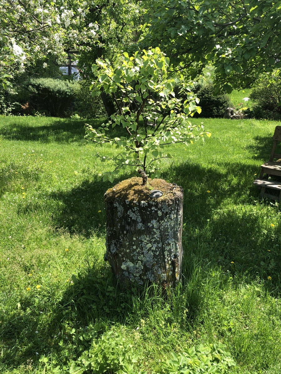 И это тоже берёза