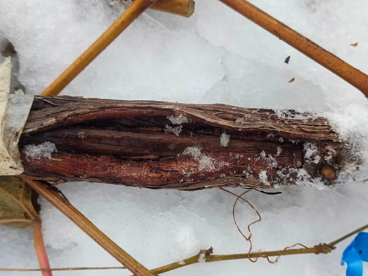 Такие повреждения на виноградном рукаве оставлять в зиму крайне нежелательно. 