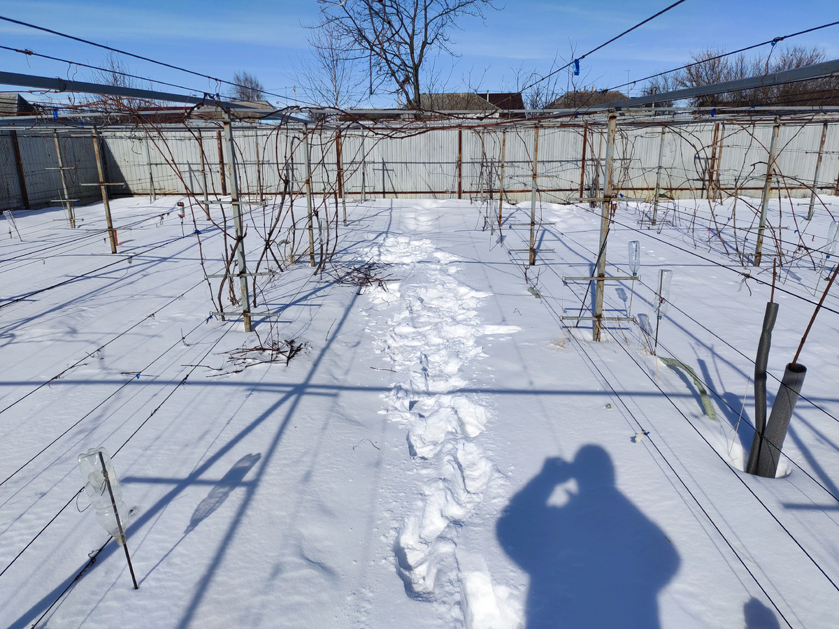 Обрезка неукрывных кустов этой зимой 