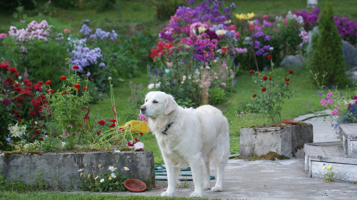 1. «Мама смотри, чтобы не только флоксы были красивыми, но и я»
