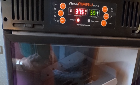 Параметры инкубации: температура 37,5 градусов, влажность 55%.