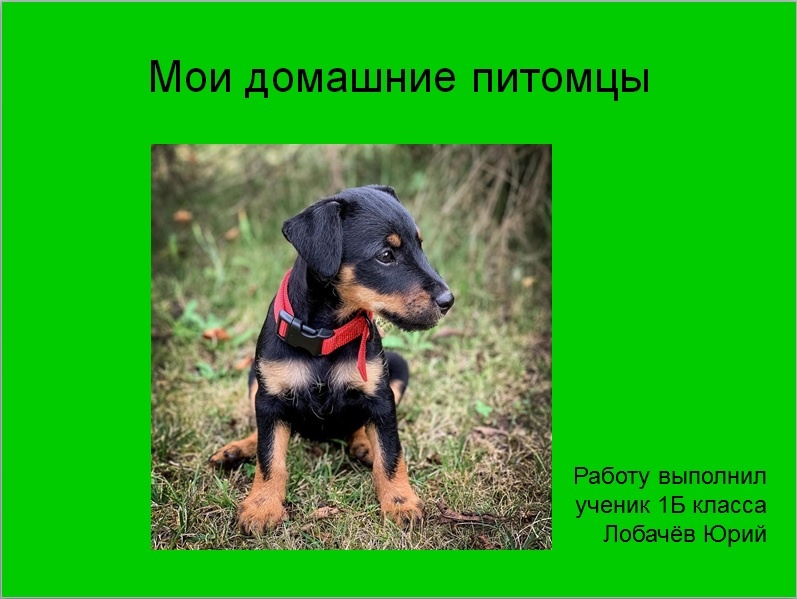Титульный лист моего проекта "Мои домашние питомцы"