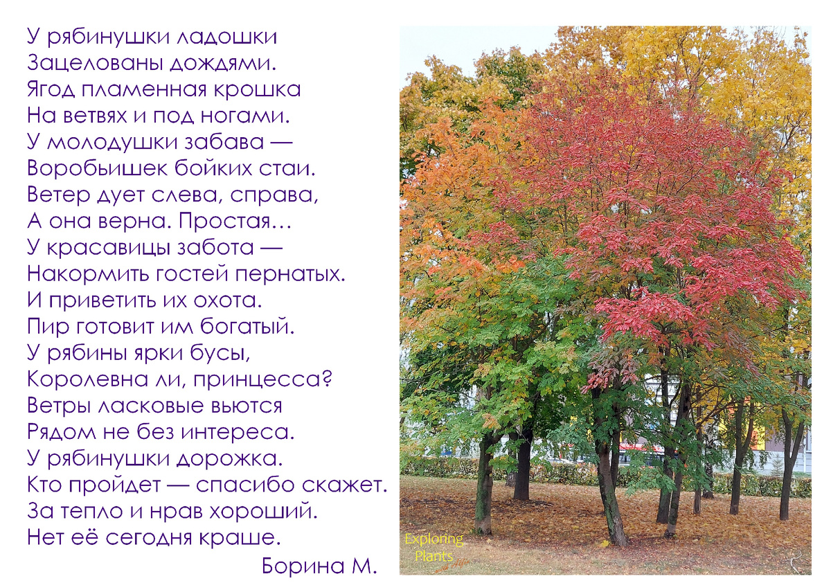 Рябина обыкновенная. Казань, парковая зона у остановки Р.Зорге, 07.10.2023