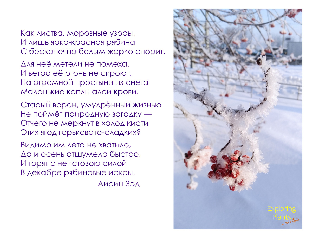 Плоды рябины в морозный день, Казань, 25.01.2022