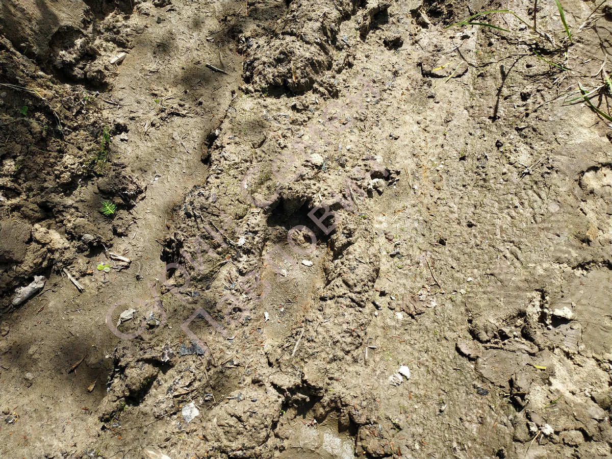 фото автора, наложил водяной знак