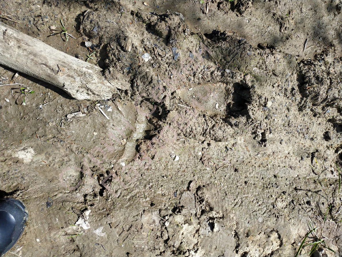 фото автора, наложил водяной знак