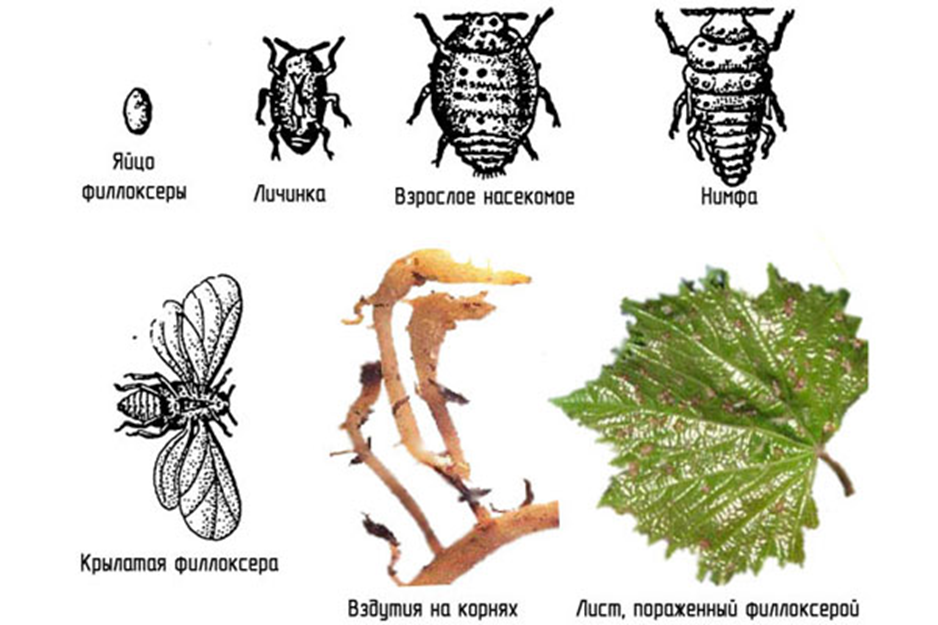 Филлоксера - насекомое из Северной Америки, атакующее корни виноградных лоз