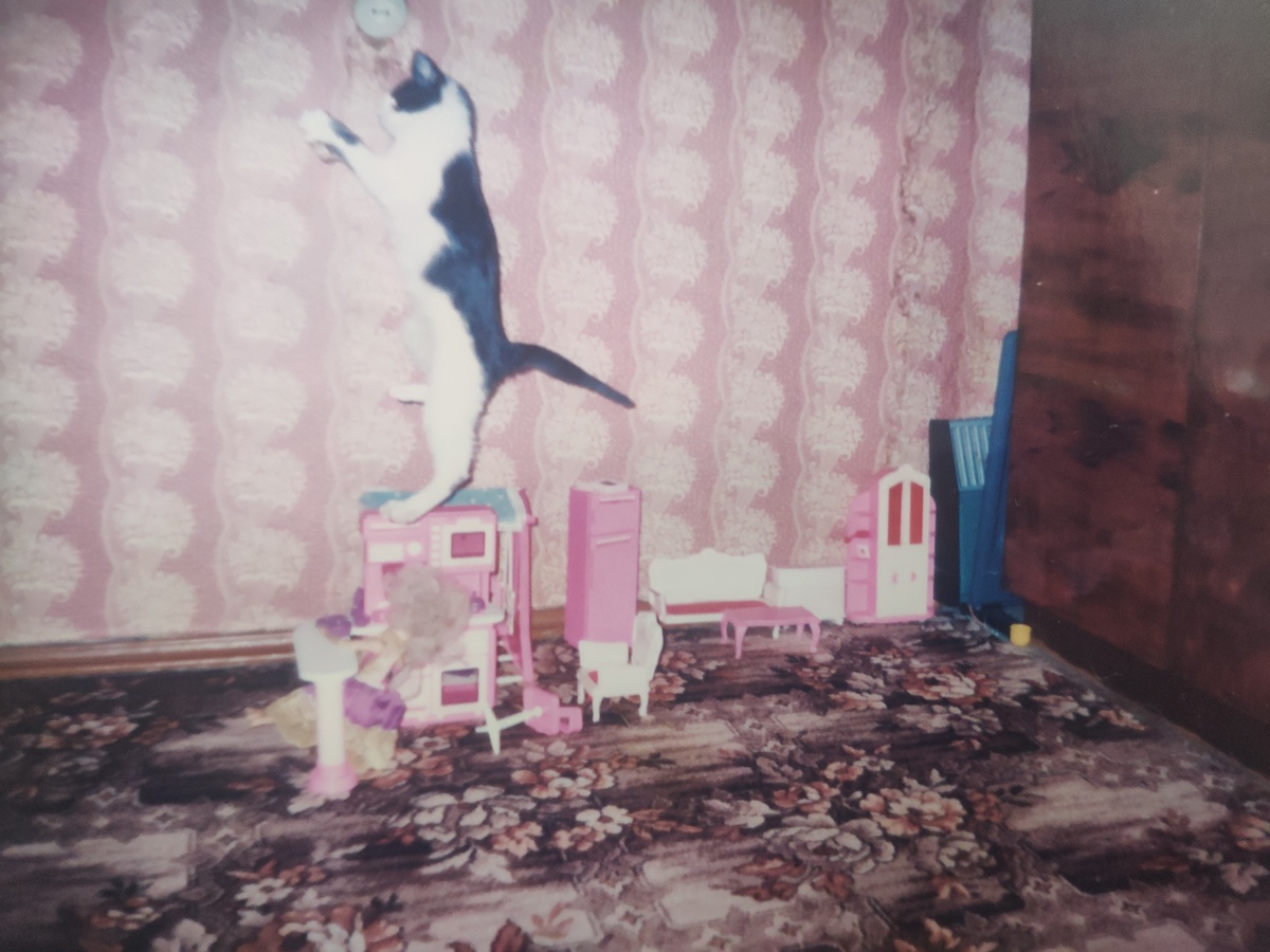 Кот Мурзик играет с детьми