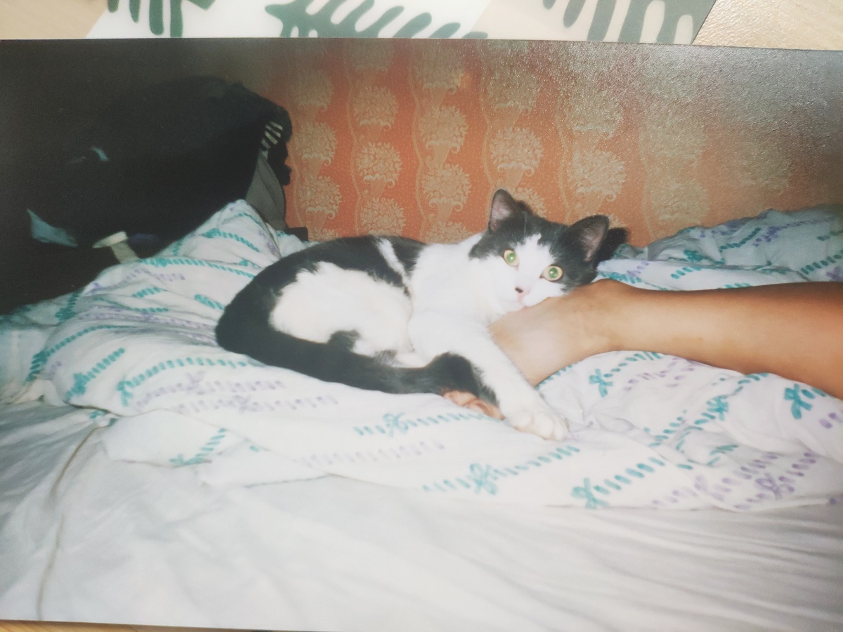 Кот Мурзик любил спать в ногах у дочери