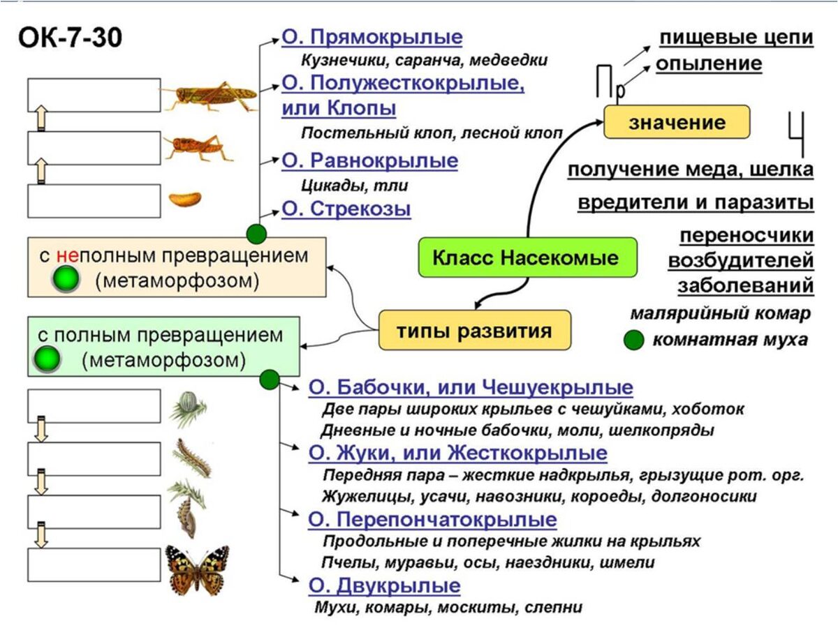 Заготовка опорного конспекта к уроку. Типы развития будем заполнять в другой раз